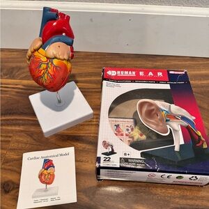 4D human heart and ear